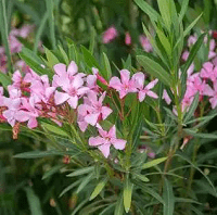 Oleander